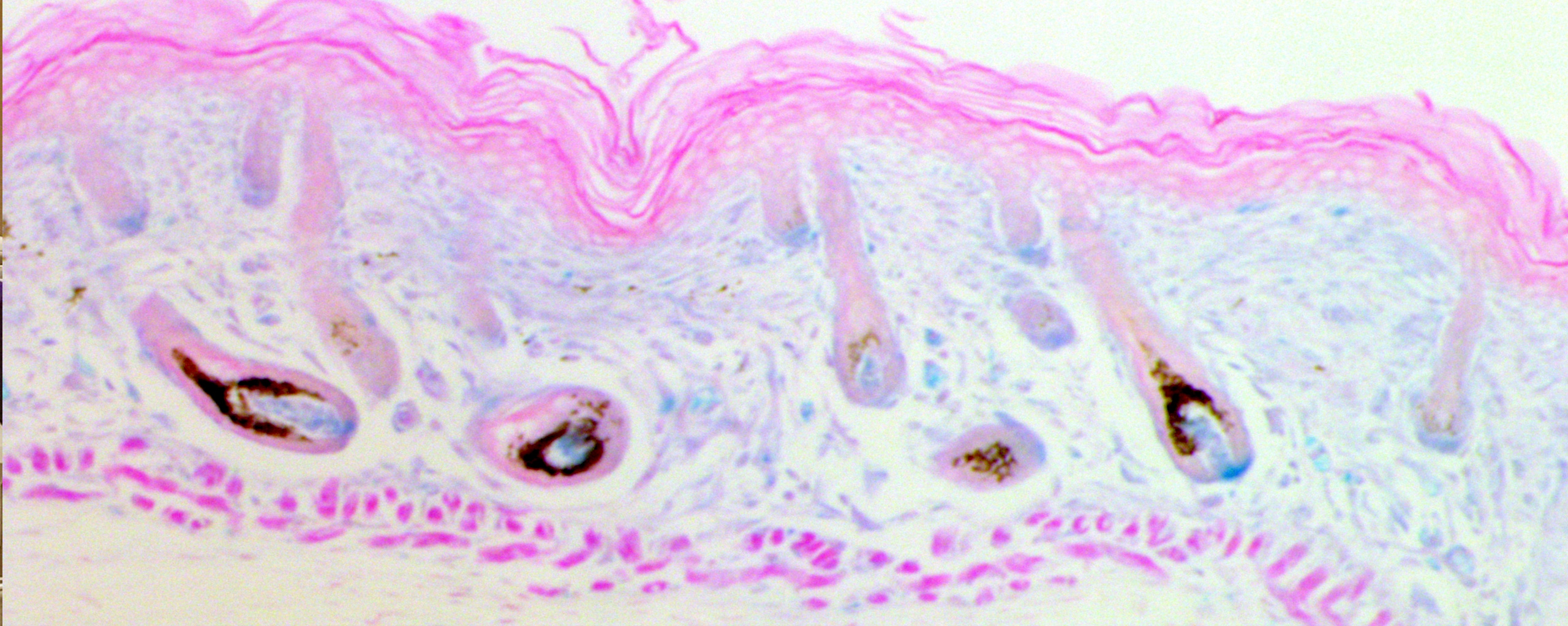 Pitt Lab Weill Cornell Medicine